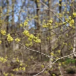 Spicebush