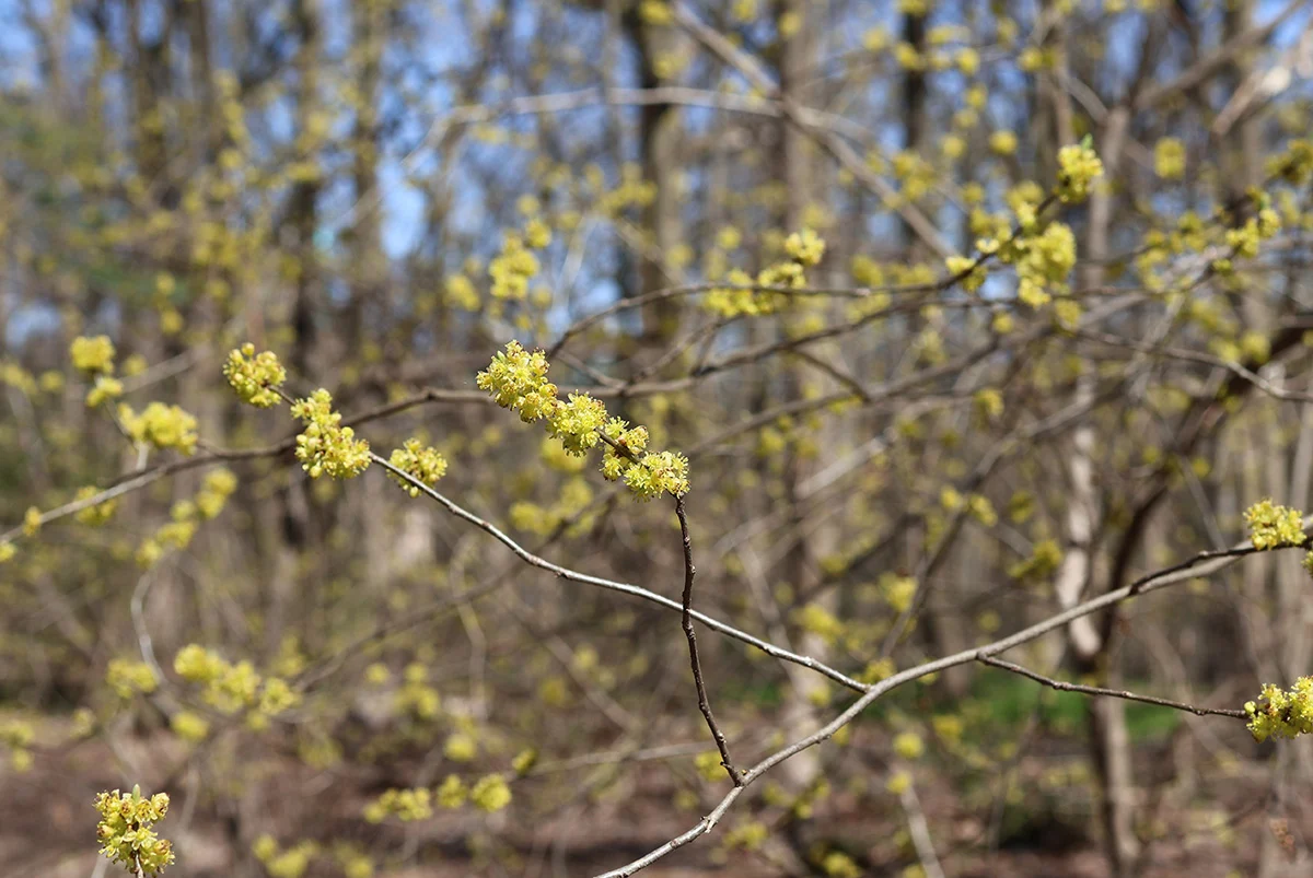 Spicebush