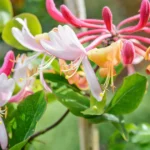 honeysuckle