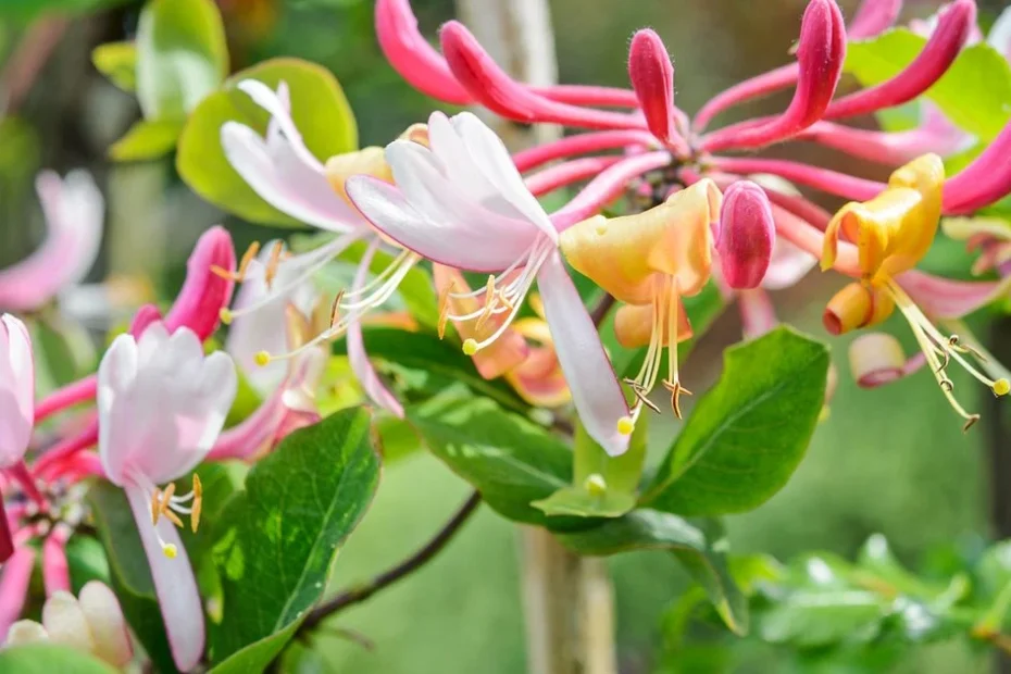 honeysuckle