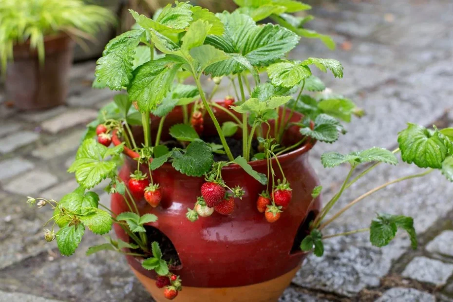 Strawberries