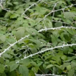jardinagem