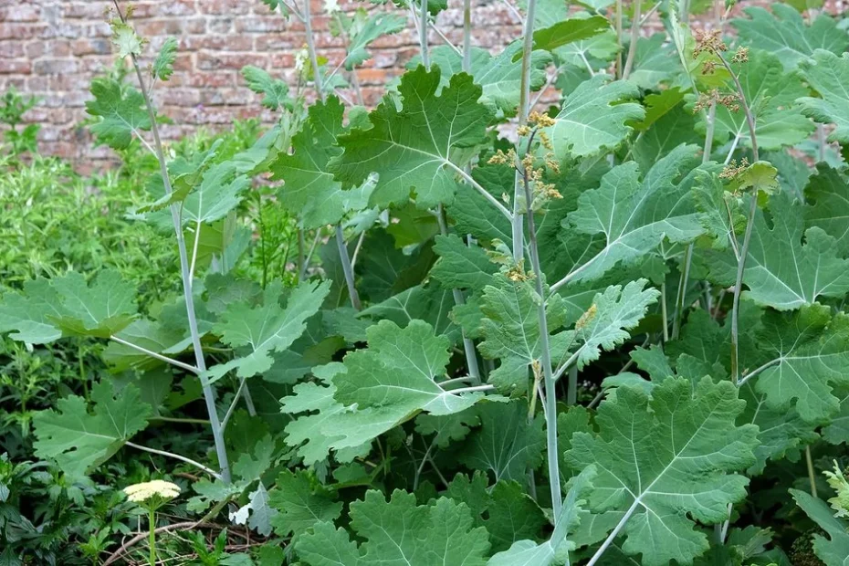 plantas invasoras