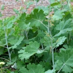 plantas invasoras