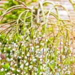 pussy willow