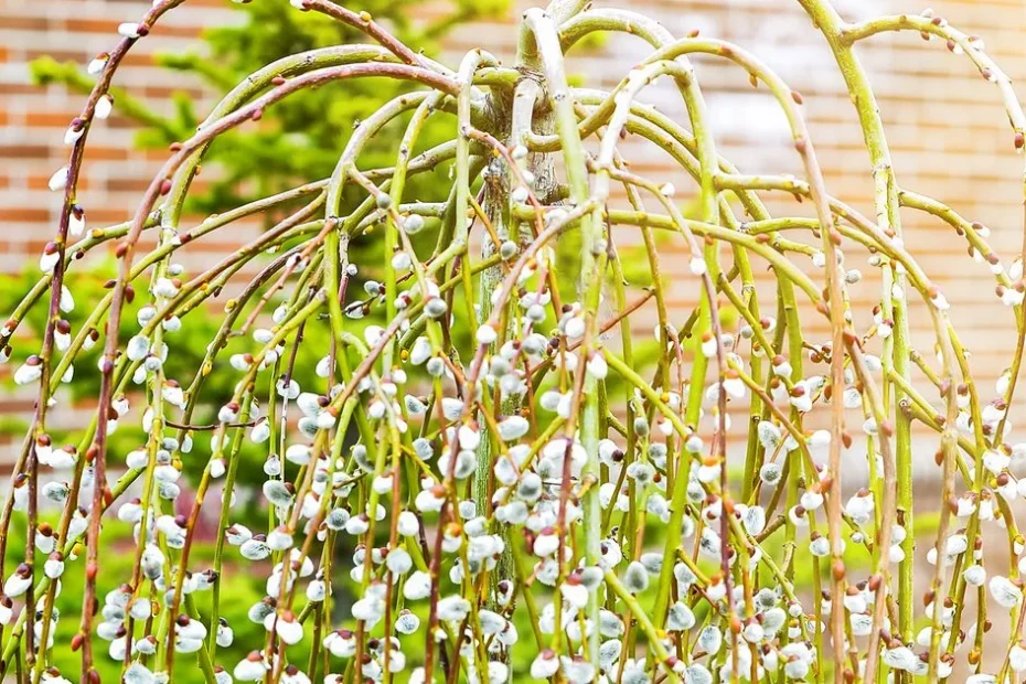 pussy willow