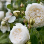 roses