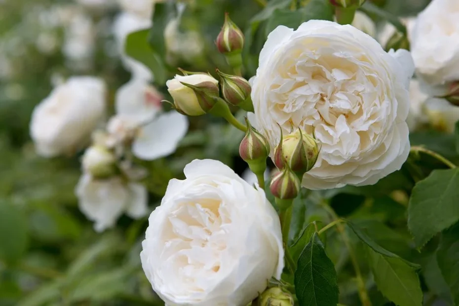 roses