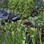 vegetable gardening