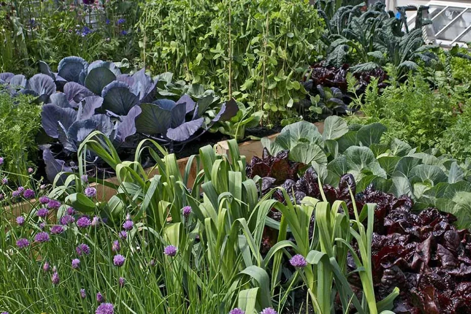 vegetable gardening