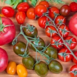 hybrid tomatoes