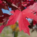 Maple trees