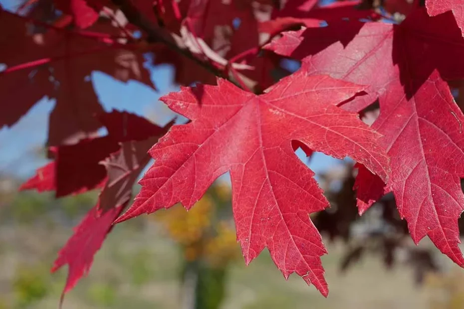 Maple trees