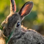 Rabbit-resistant plants