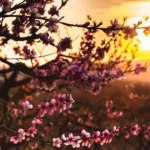 Fruit tree guilds