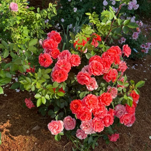 gardening