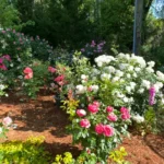 gardening
