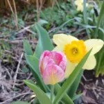 Jardinagem