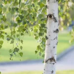 Birch trees