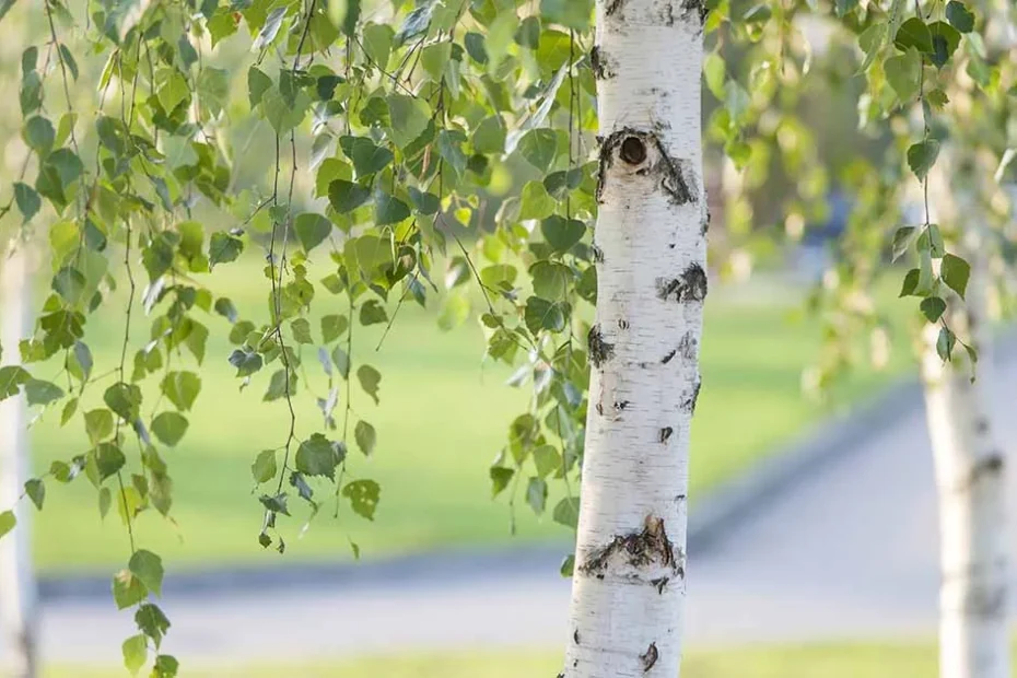 Birch trees