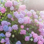 Hydrangeas