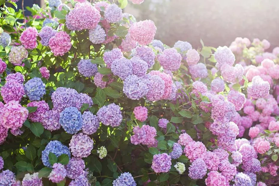 Hydrangeas