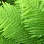 Ostrich ferns