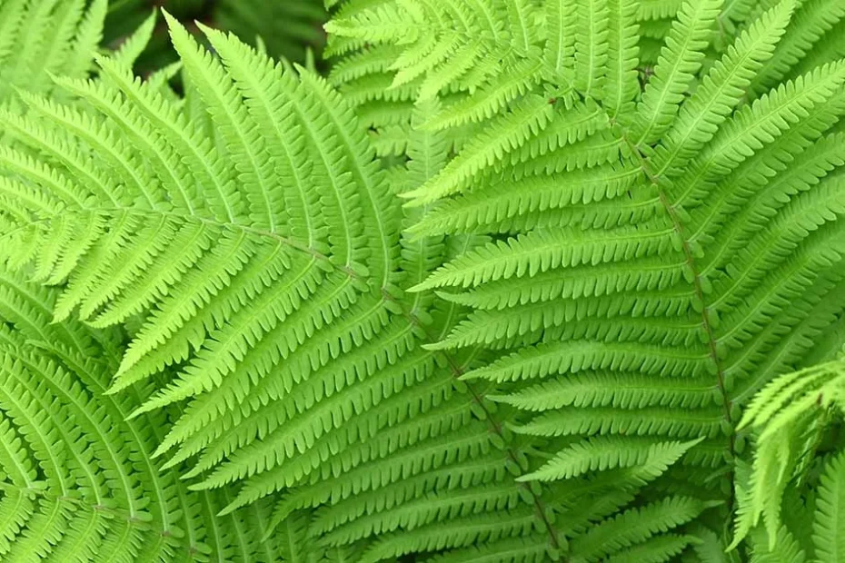 Ostrich ferns