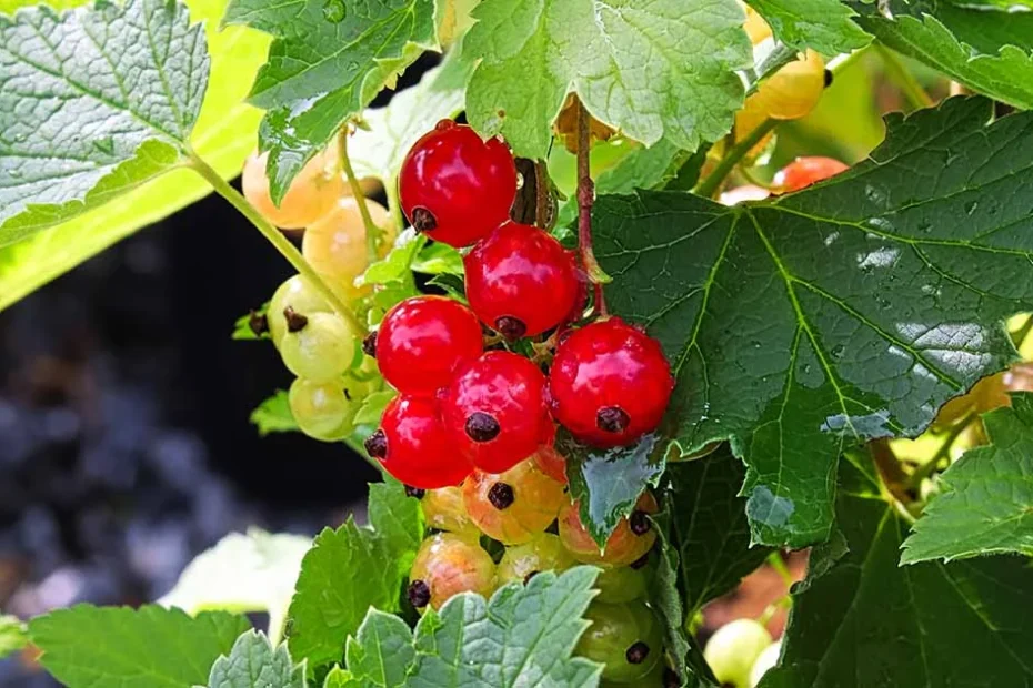 red currants