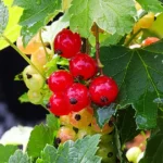 red currants