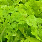 leafy greens