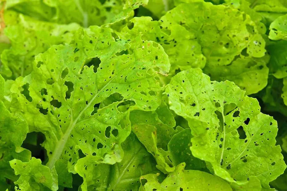 leafy greens
