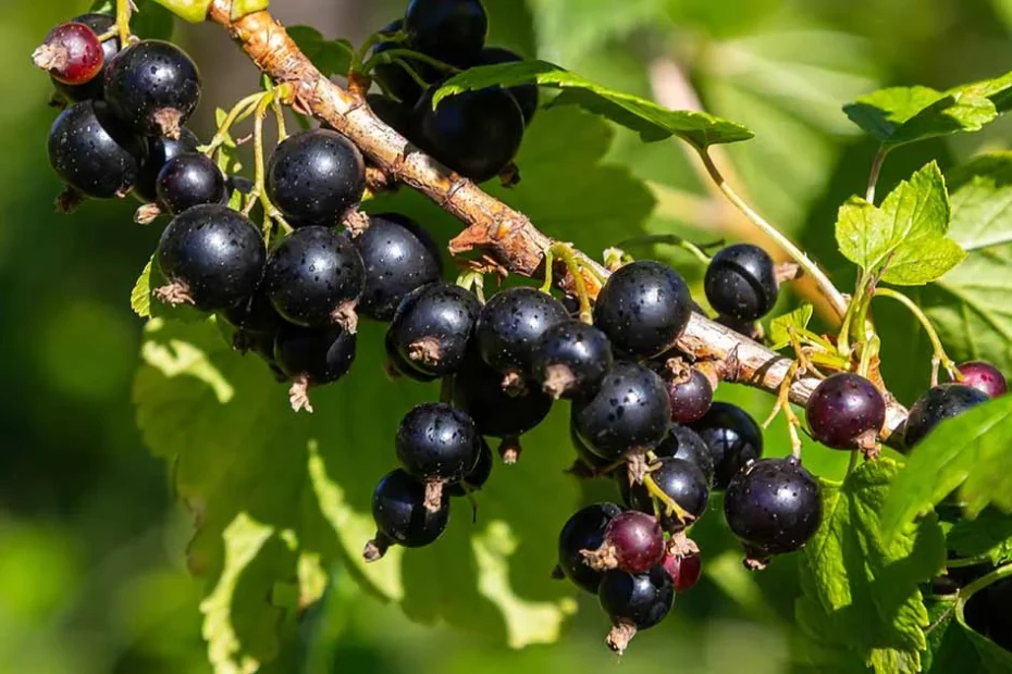 black currants