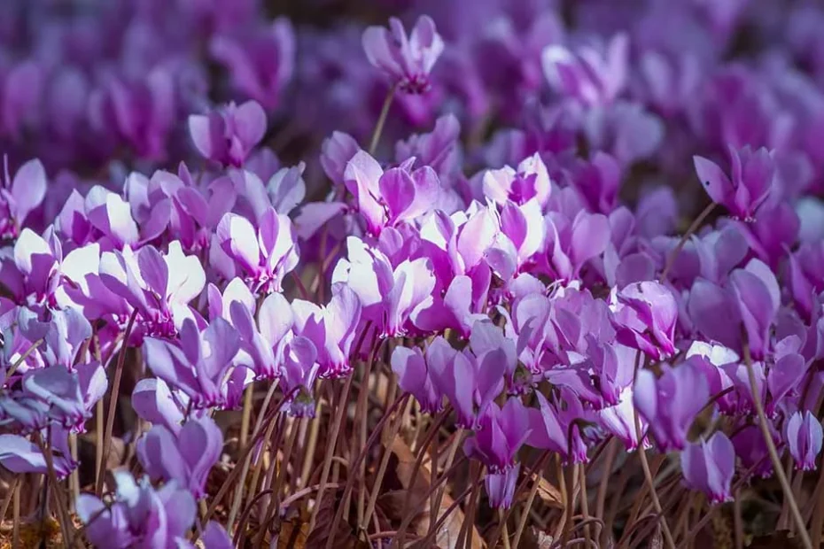 Hardy cyclamen