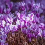 Hardy cyclamen