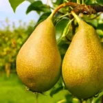 Pear trees