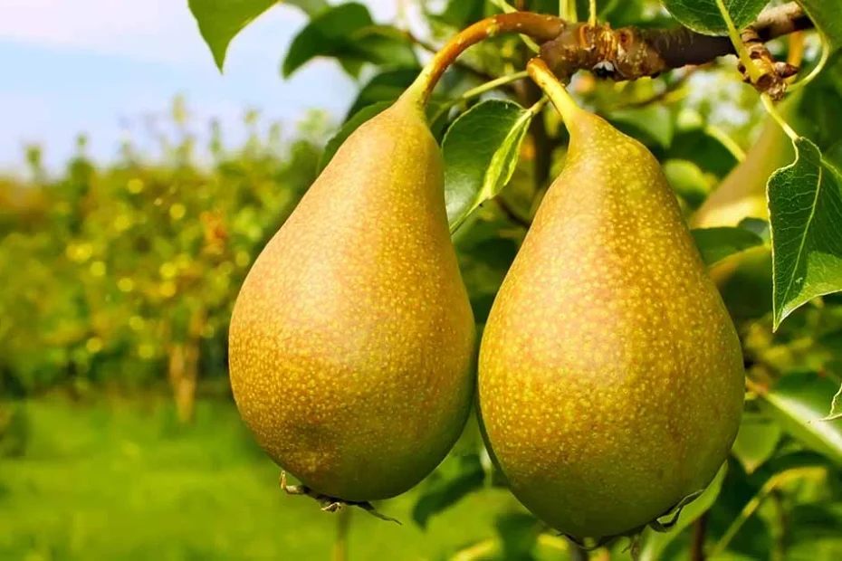 Pear trees