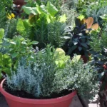 container gardening