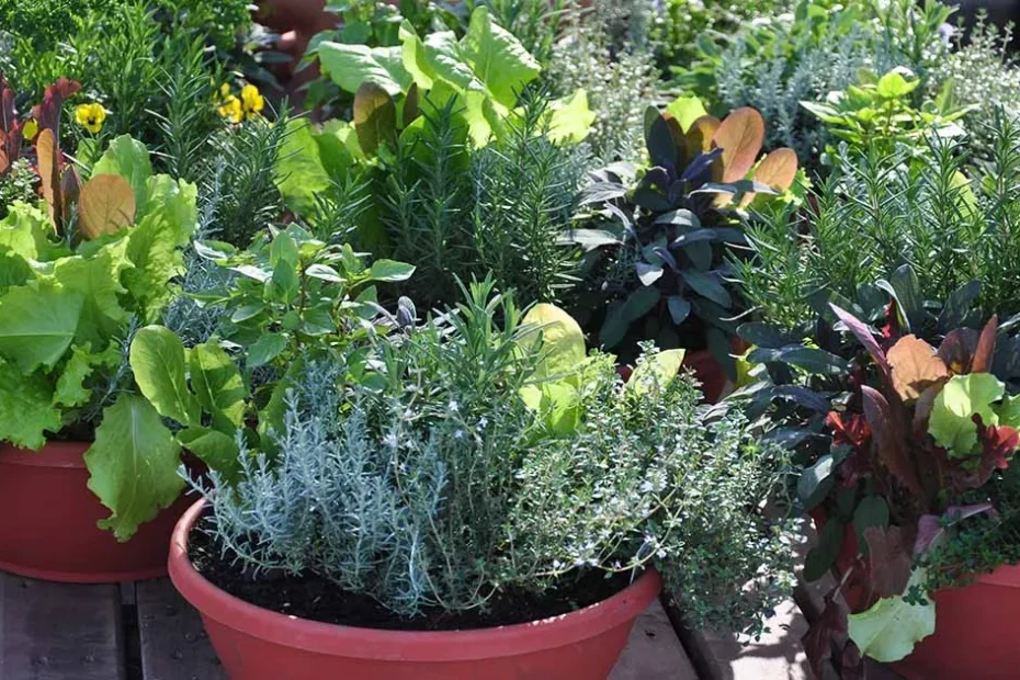 container gardening