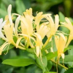 Japanese honeysuckle