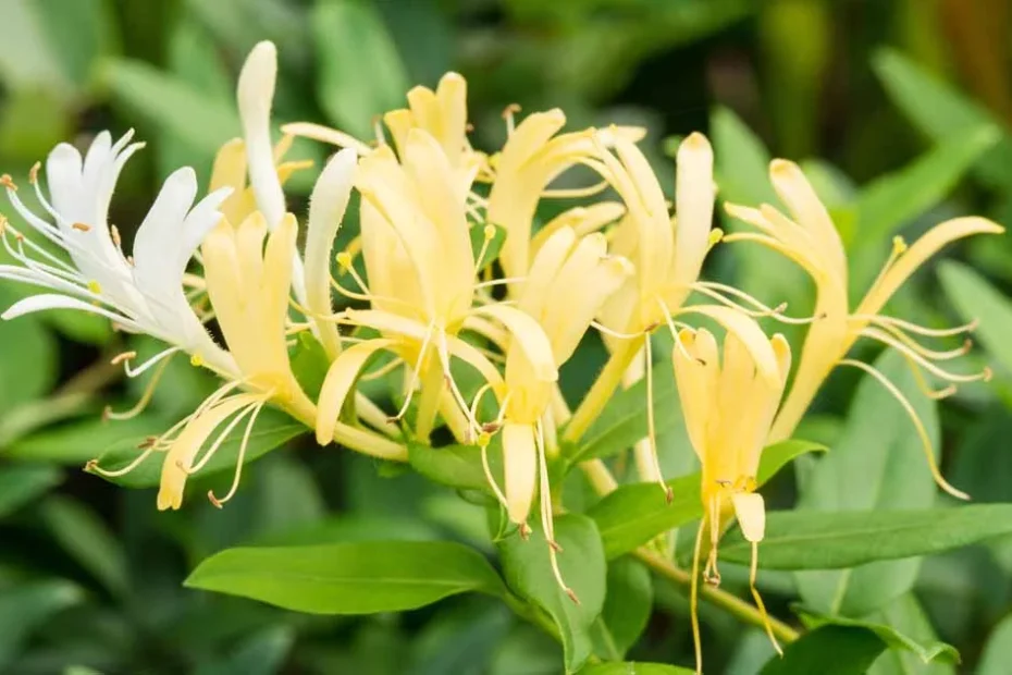 Japanese honeysuckle