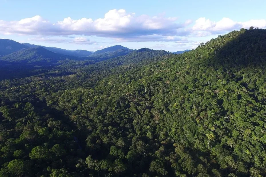 Mata Atlântica