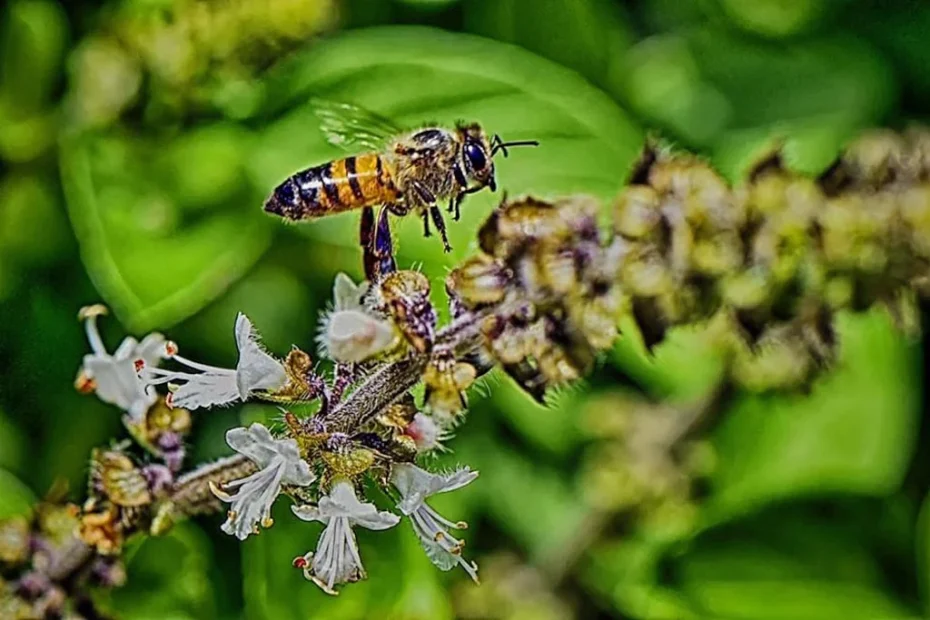 jardinagem