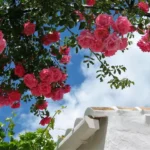 roseiras