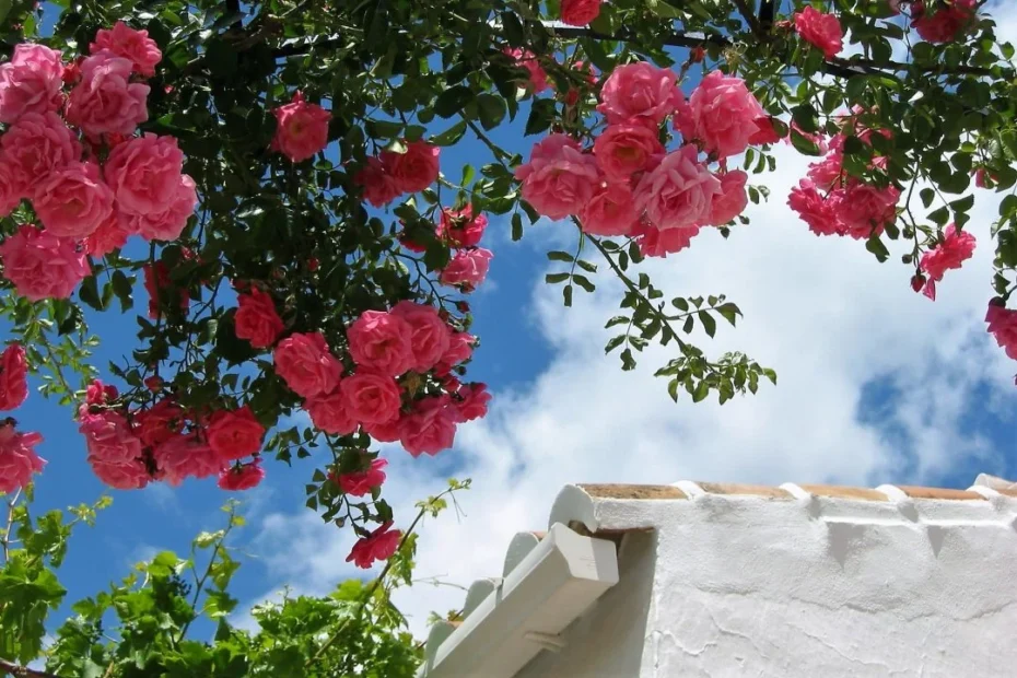 roseiras