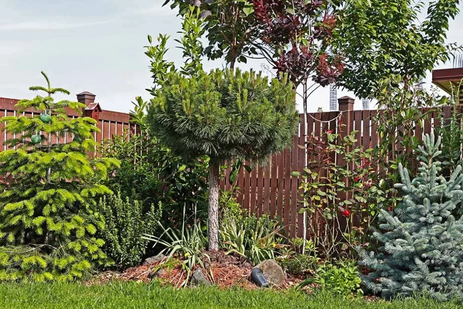 small trees