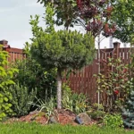 small trees