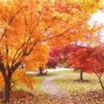 Fall foliage
