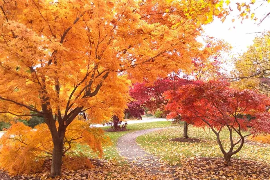 Fall foliage