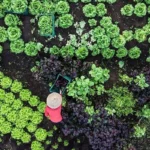 Agroecologia